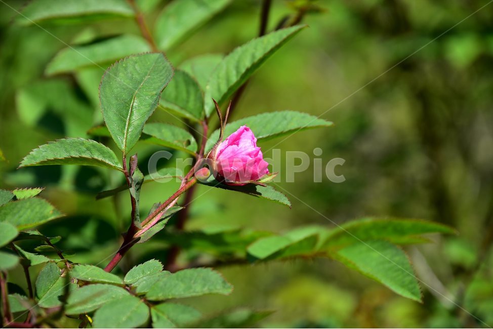 인가목,야생화,꽃,식물,자연,생태,플라워,flower,plants,nature,식물,자연,plants,nature,꽃,flower
