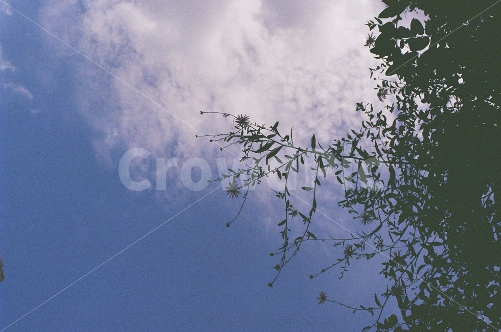 필름사진,풍경사진,하늘,나무,자연,식물,자연,plants,nature,감성,sensible,feeling