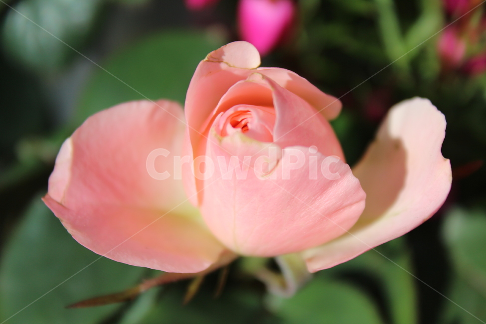 꽃,자연,nature,flowers,background,식물,자연,plants,nature,꽃,flower