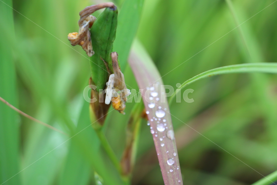 붓꽃열매,열매,seed,이슬,물방울,dewdrop,식물,자연,plants,nature