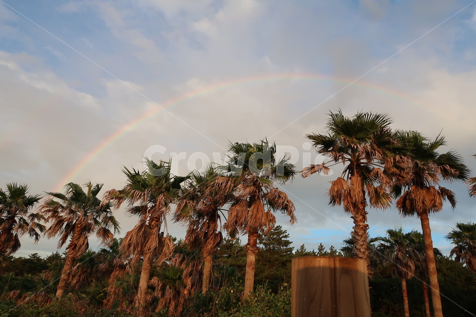 제주도,무지개,야자수,아름다움,풍경,하늘,제주,구름,자연,풍경,nature,landscape,한국자연풍경,한국자연경관,korea nature landscape,제주도,jeju,jeju island,식물,plants,나무,trees,wood,tree,plant,outdoors,옥외