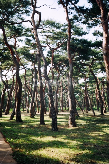 경주,황성공원,소나무,빛,필름카메라,자연,풍경,nature,landscape,tree,나무,vegetation,초목,outdoors,옥외,forest,숲,land,땅,woodland,삼림지,plant,식물,grove,작은 숲