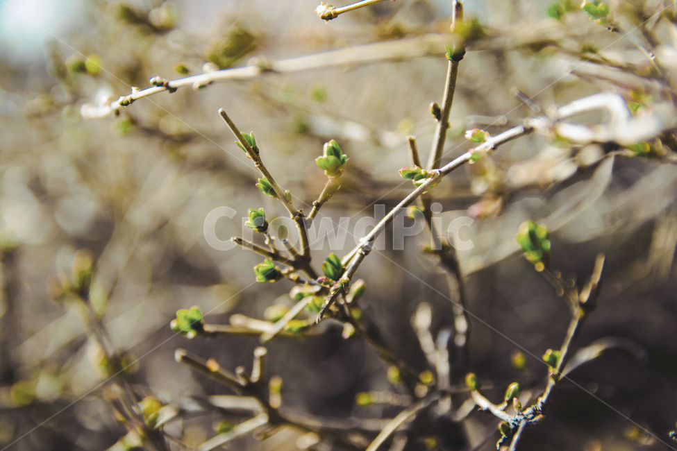 땅,흙,자연,도시,뿌리,풀,나무,풍경,식물,자연,plants,nature