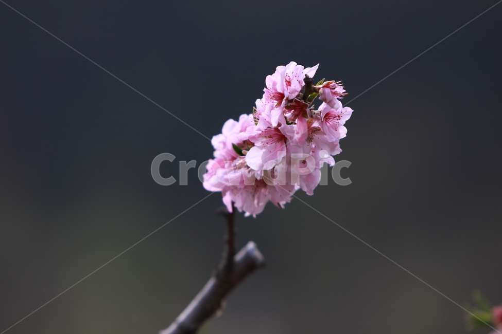 꽃,복사꽃,봄,분홍,꽃나무,식물,자연,plants,nature,꽃,flower