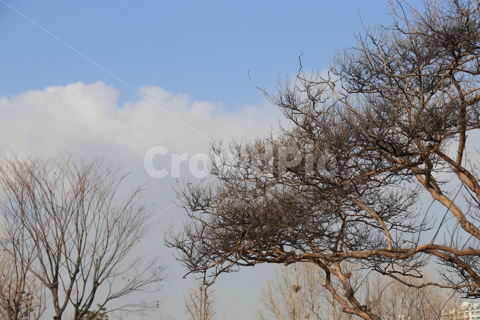 소나무,자연,nature,tree,하늘,sky,구름,cloud