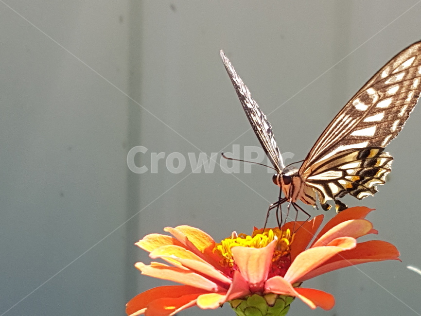 나비,insect,butterfly,animal,plant,꽃,곤충,벌레,insect,bug