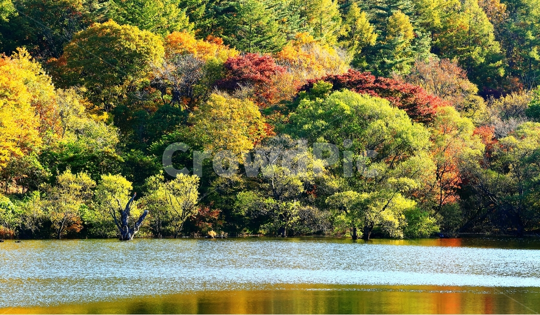 아침,가을,청송,주산지,단풍,가을,계절,fall,autumn,season,자연,풍경,nature,landscape,한국자연풍경,한국자연경관,korea nature landscape,outdoors,옥외,water,물