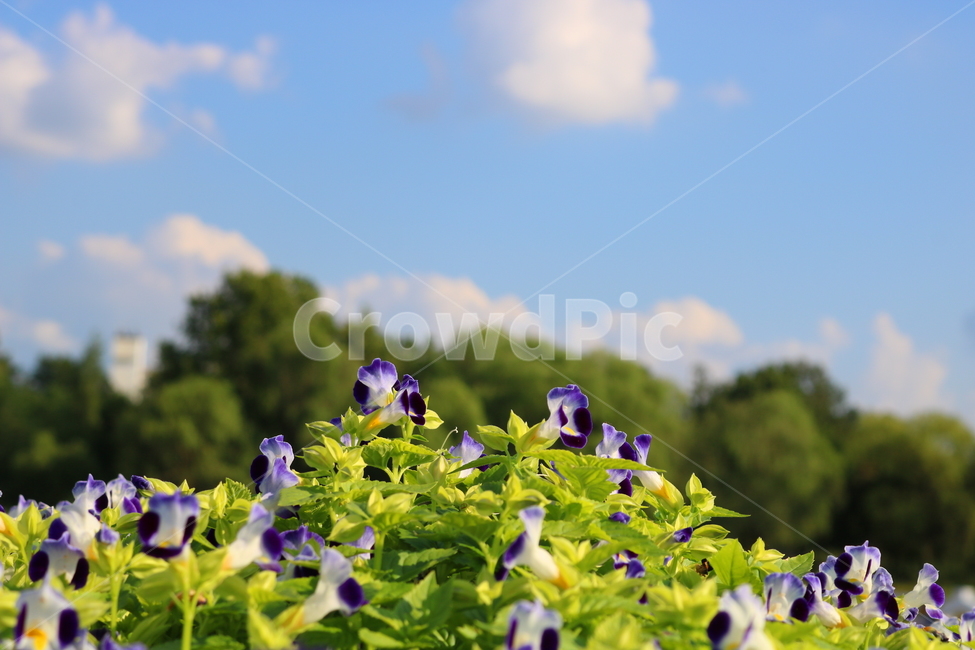 토레니아,꽃,토레니아꽃,식물,여름,가을,현삼과,꽃밭,식물,자연,plants,nature,꽃,flower