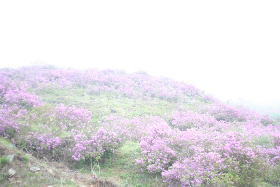 봄,비,봄비,철쭉,사랑의기쁨,봄,계절,spring,season,자연,풍경,nature,landscape,plant,식물,outdoors,옥외,blossom,꽃,flower