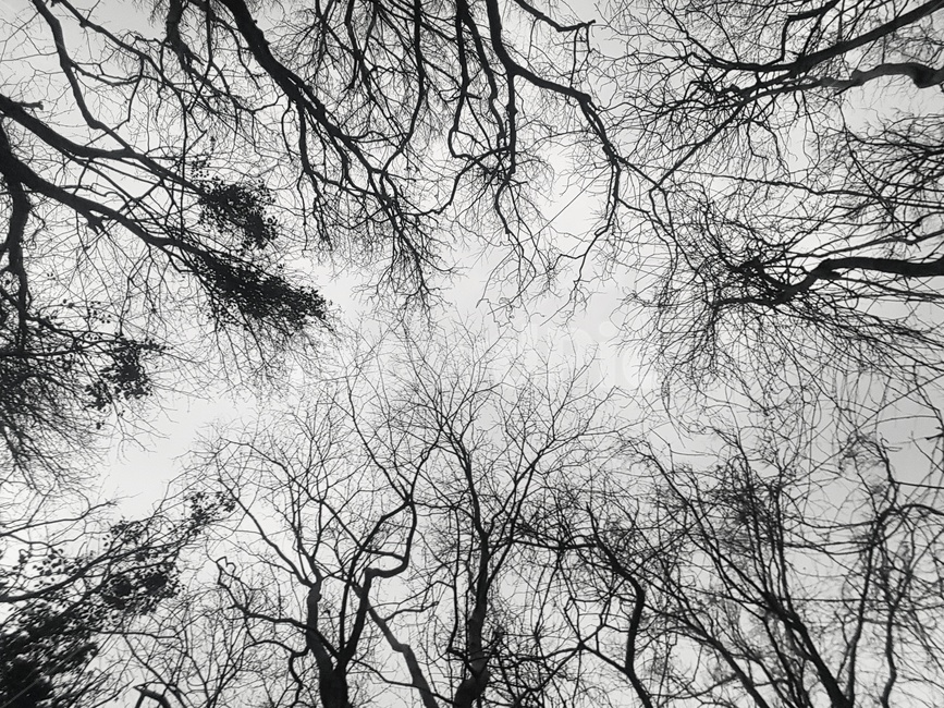 제주도,교래자연휴양림,나무,하늘,겨울,여행,제주,자연,풍경,nature,landscape,식물,plants,나무,trees,wood,흑백,모노톤,monochrome,black and white,tree,plant