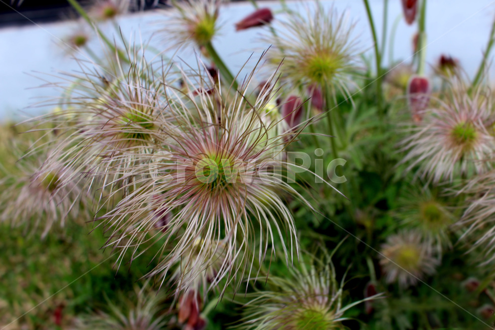 꽃,봄,야생화,들판,보라색,식물,자연,plants,nature