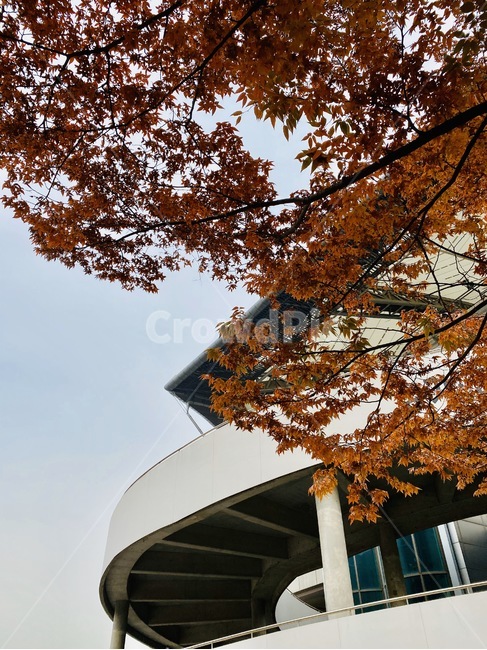 나무,단풍,식물,잎,leaf,상암,경기장,상암경기장,가을,계절,fall,autumn,season