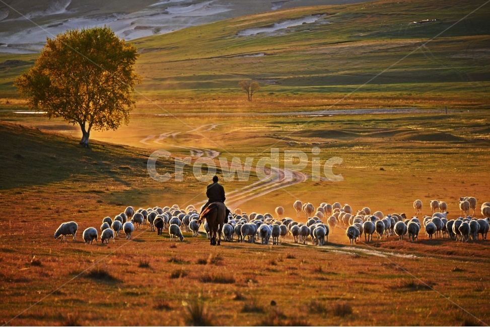 중국,패상,패상가을,양떼,flock,대군,animal,동물,sheep,양,말,사람,동물,animal,포유류,mammal