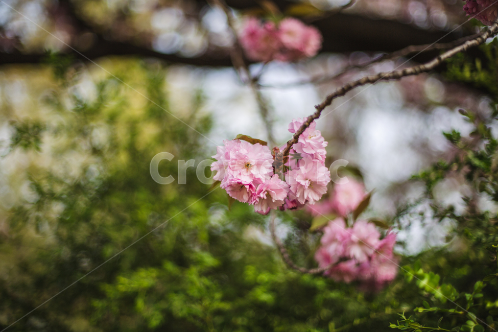 벚꽃,겹벚꽃,감성,분홍,핑크,봄,봄꽃,cherryblossom,blossom