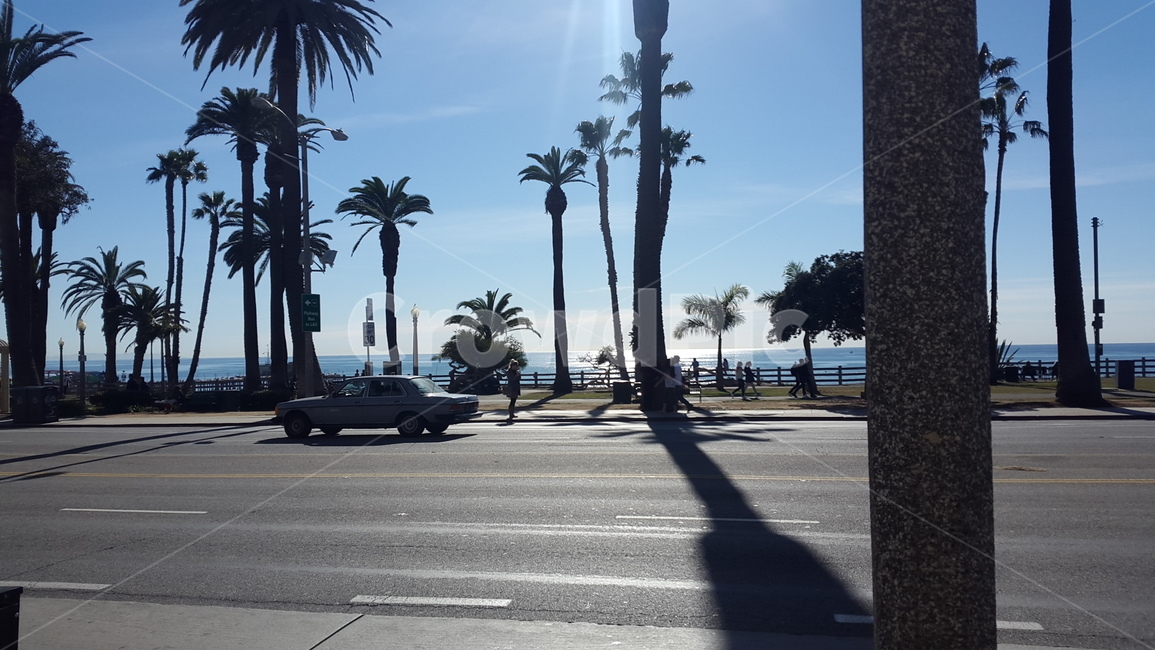 asphalt,아스팔트,road,도로,tree,나무,야자수,palmtree,식물,plant,인간
