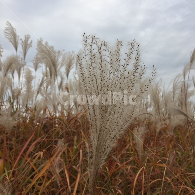 가을,풀,가을날씨,갈대밭,가을하늘,가을,계절,fall,autumn,season,grass,잔디,plant,식물,lawn