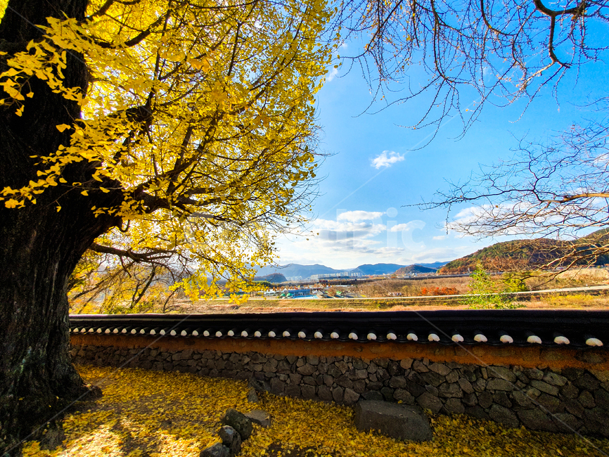 은행나무,나무,구름,자연,시물,풍경,가을,계절,fall,autumn,season