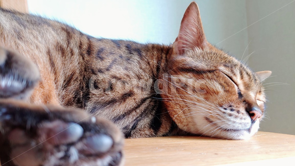 뱅갈고양이,고양이,반려묘,bengalcat,cat,동물,animal,포유류,mammal,고양이,cat,kitten,kitty