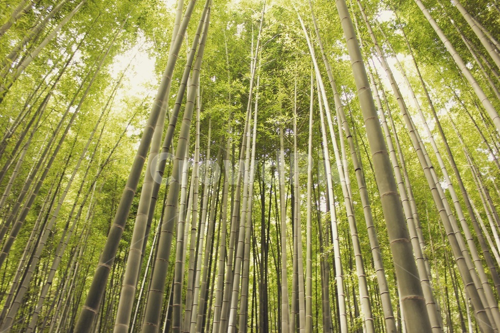 대나무,대나무숲,숲,나무,자연,초록,힐링,감성,bamboo,forest,tree,nature,green,healing,emotion,자연,풍경,nature,landscape,plant,식물