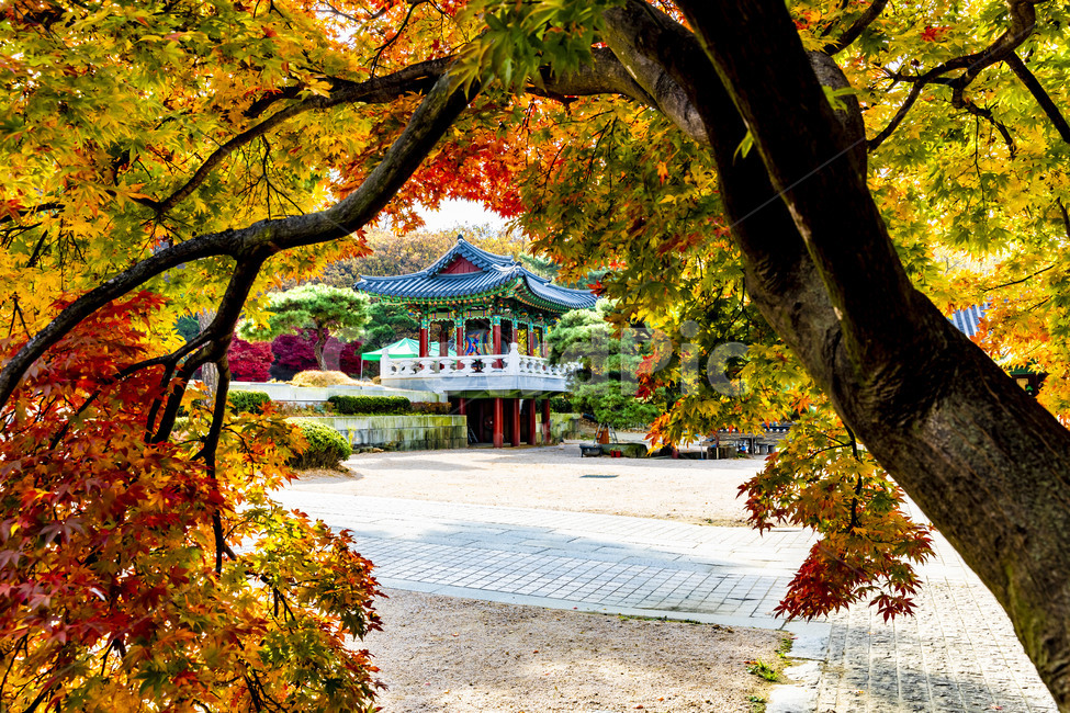 보광사,가을,단풍,자연,풍경,사찰,단풍잎,나뭇잎,계절,가을서정,식물,plant,나무,나무줄기,잎,가을,계절,fall,autumn,season,tree,tree trunk,나무 줄기,leaf