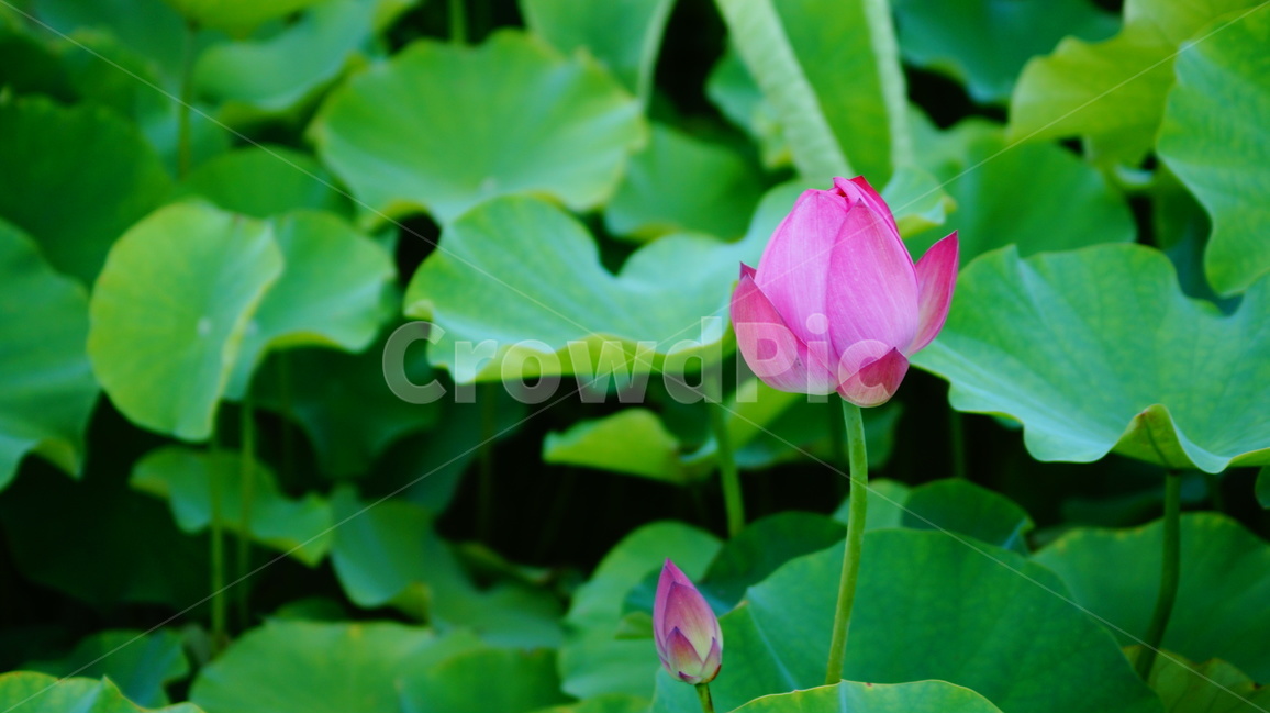 연꽃,꽃,꽃사진,식물,자연,식물,자연,plants,nature,꽃,flower