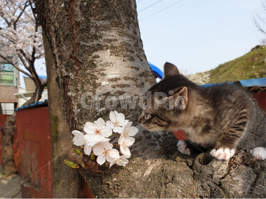 고양이,아기고양이,봄,벚꽃,산책