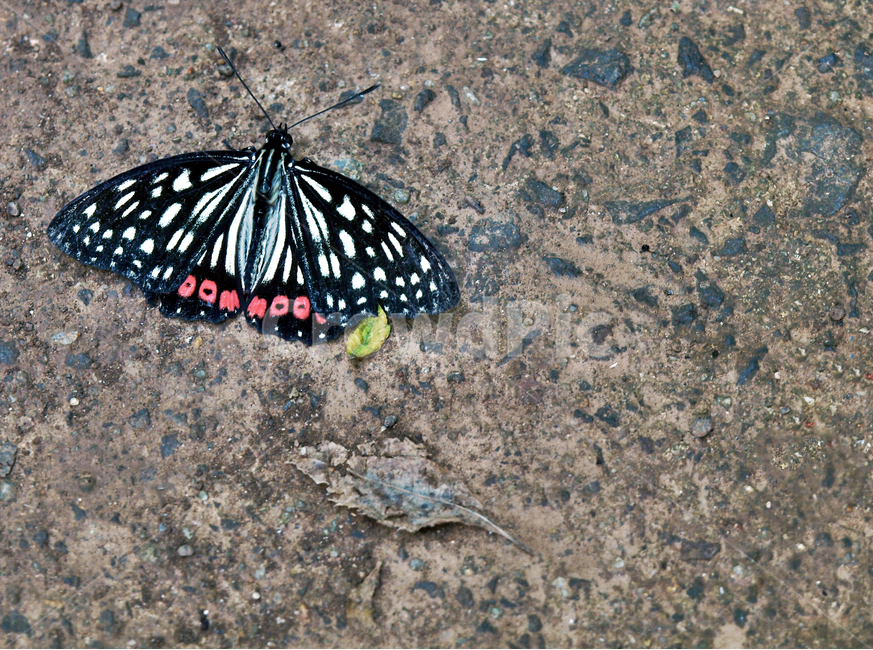 홍점알락나비,나비,곤충,나비목,네발나비과,동물,animal,곤충,벌레,insect,bug
