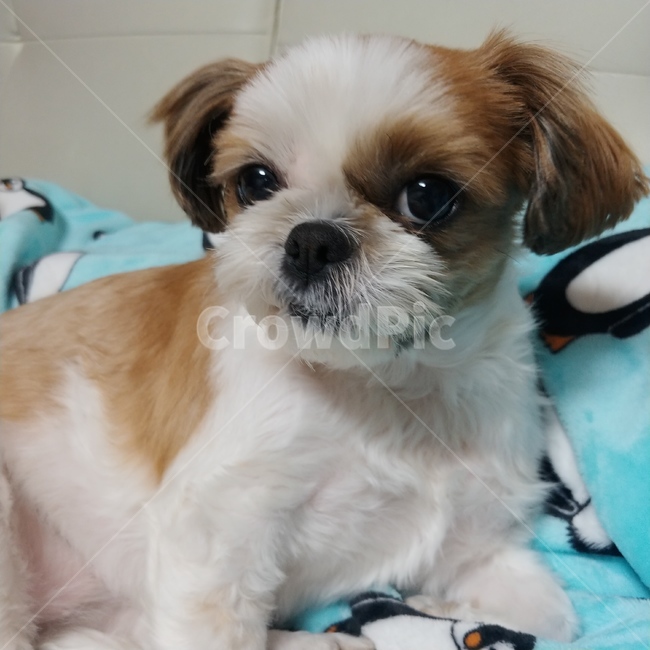 동물,pet,strap,animal,강아지,개,puppy,dog,시츄,shihtzu,개,강아지,dog,doggy