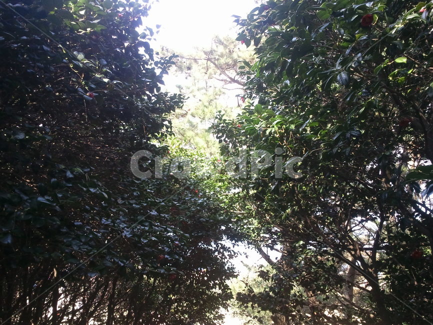 나무,녹색,빛,숲,잎