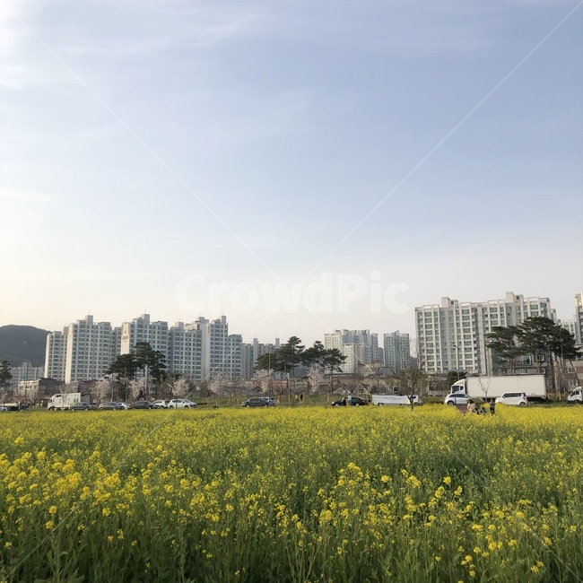 노랑꽃,자연,봄,꽃,fiower,도시,풍경,city,landscape,grassland,목초지,outdoors,옥외,field,들,nature,farm,농장,rural,농촌,meadow