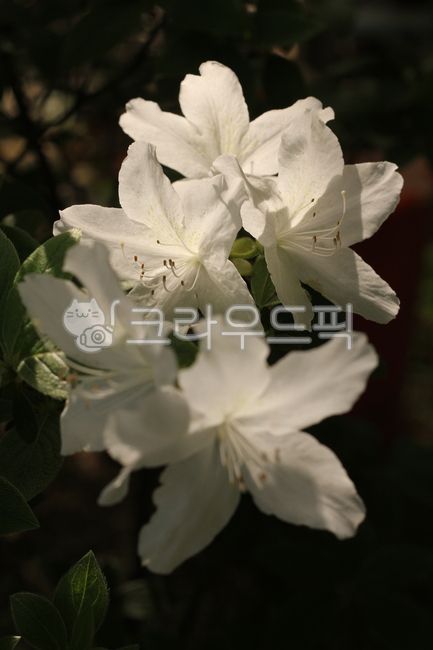 철쭉,꽃,잎,royalazalea,flower,leaf,blossom,흰철쭉