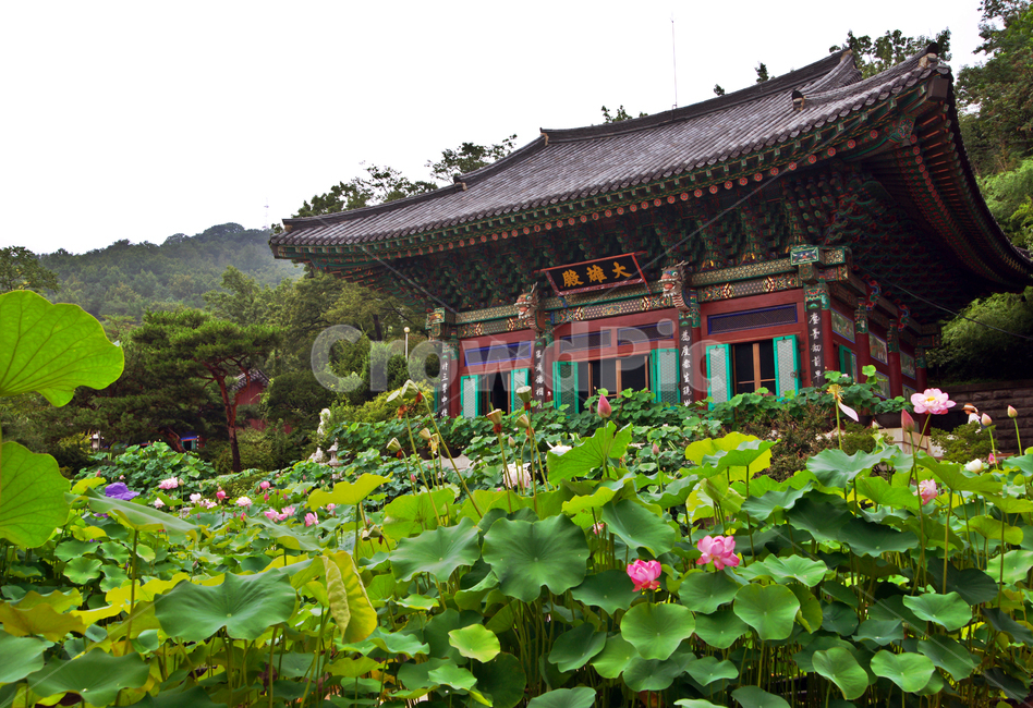 봉원사,안산,대웅전,연꽃축제,태고종,법당,한국전통,한국문화,korean traditional,korean culture,건축물,건물외관,exterior,building,structure,architecture,construction