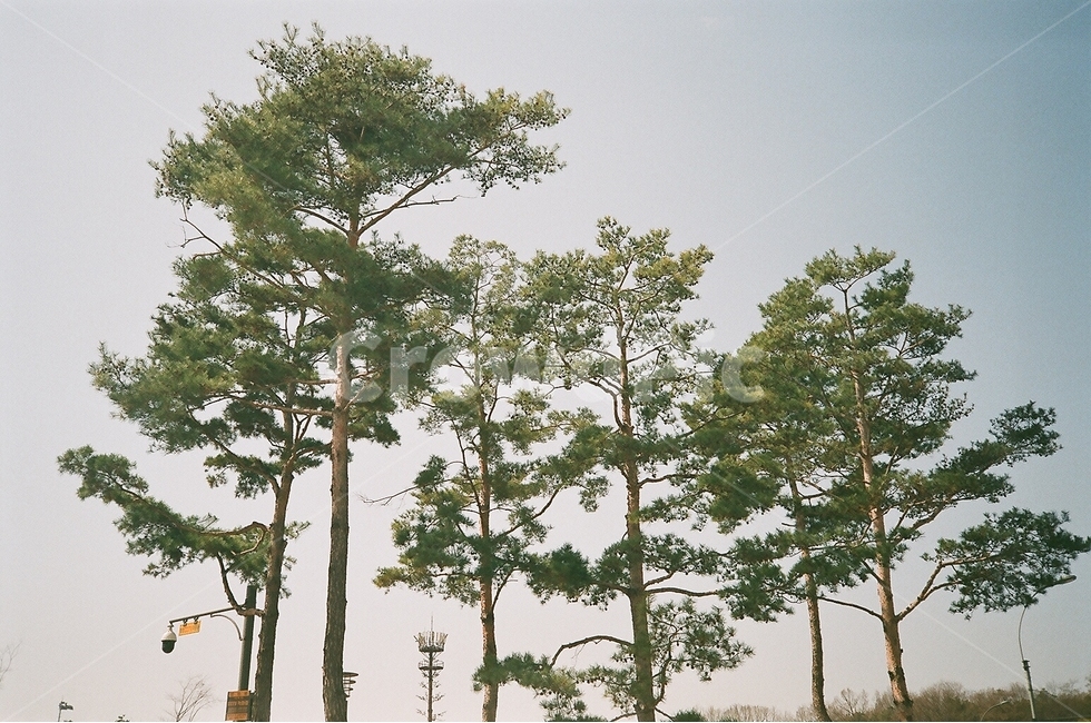 필름사진,자연,하늘,분위기,나무,식물,자연,plants,nature,나무,trees,wood