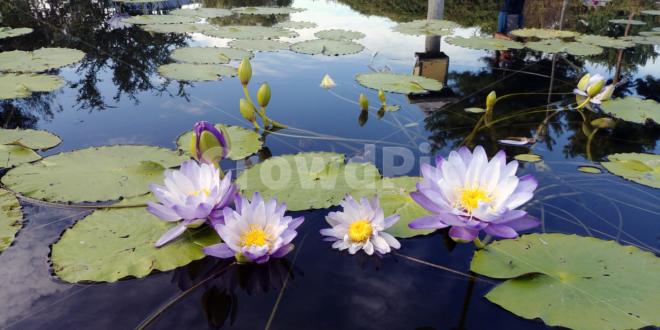 연꽃,물,잎,보라색꽃,가시연,7월,8월,아름다움,plant,식물,flower,blossom,water,nature,자연