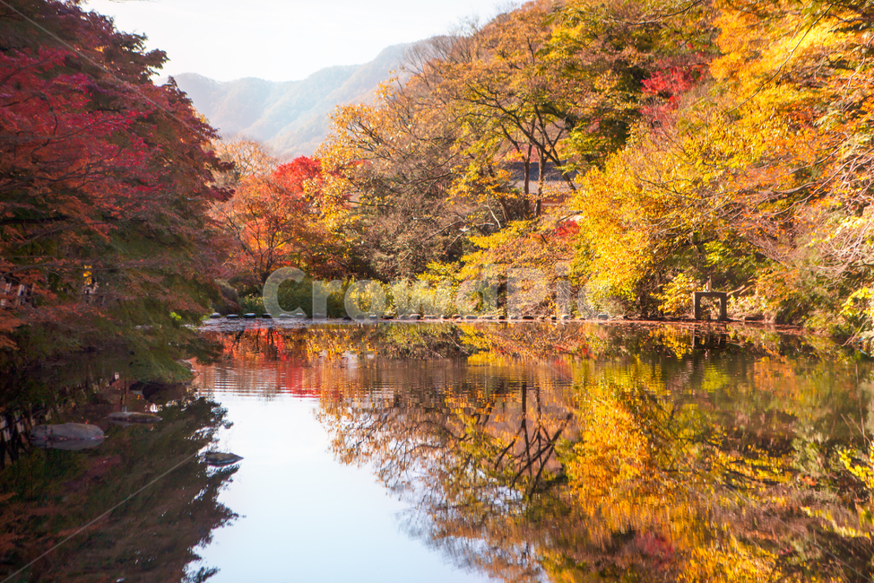 풍경,자연,가을,단풍,가을단풍,계곡,바위,돌,돌다리,valley,징검다리,다리,나뭇잎,낙옆,단풍잎,단풍객,가을빛,만추,bridge,가을색,화려한,불타는,노랑,노란,노랑색,노란색,붉은색,붉은빛,빨강,빨강색,빨간,빨간색,배경,연못,호수,pond,autumn,leaf,식물,나무,plant,tree,maple,water,nature,반영,가을,계절,fall,autumn,season