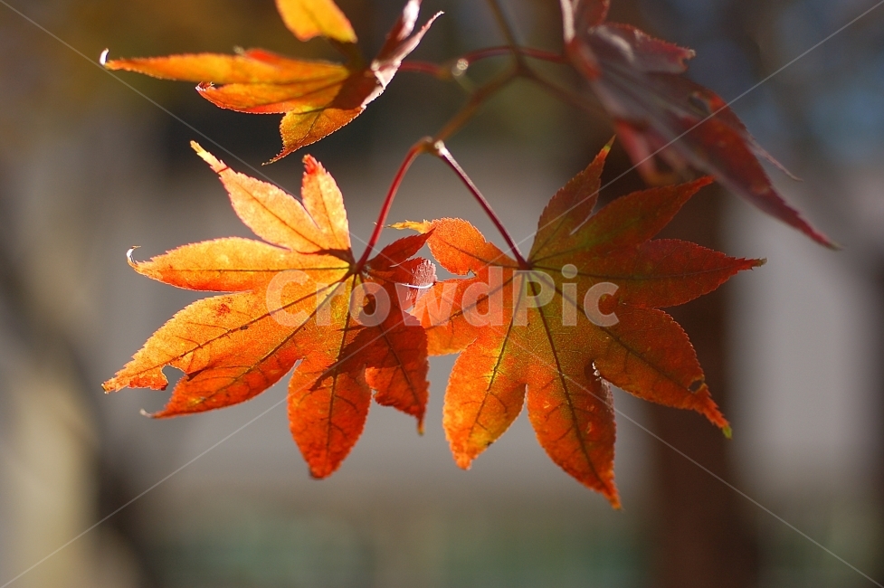 단풍,단풍잎,가을,빨강,화려함,Colorful,Autumn,계절,season,가을,계절,fall,autumn,season,식물,자연,plants,nature,leaf,잎,plant,tree,나무