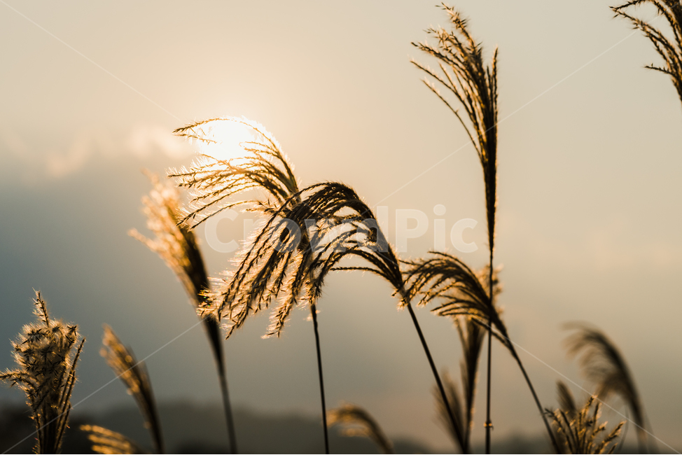 감성,갈대,가을,역광,노을,바람,가을,계절,fall,autumn,season,식물,자연,plants,nature,감성,sensible,feeling,grass,잔디,plant,food,음식
