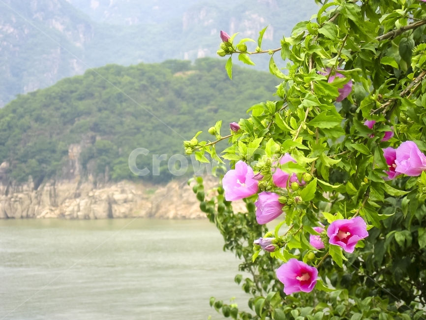 해안,섬,꽃,무궁화,Mugunghwa,roseofSharon,hibiscus,식물,자연,plants,nature,꽃,flower