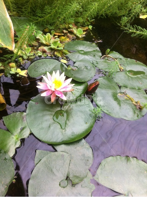 plant,연꽃,수련,lotous,pinkpotous,분홍연꽃