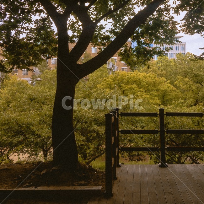 나무,tree,햇볕,그늘,울타리