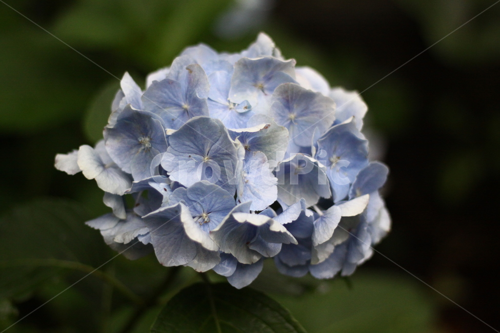 콫,자연,여름,식물,flower,식물,자연,plants,nature,꽃,flower