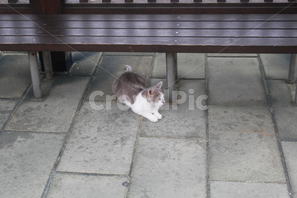 거리,고양이,길고양이,겨울,귀염,동물,animal,포유류,mammal,고양이,cat,kitten,kitty