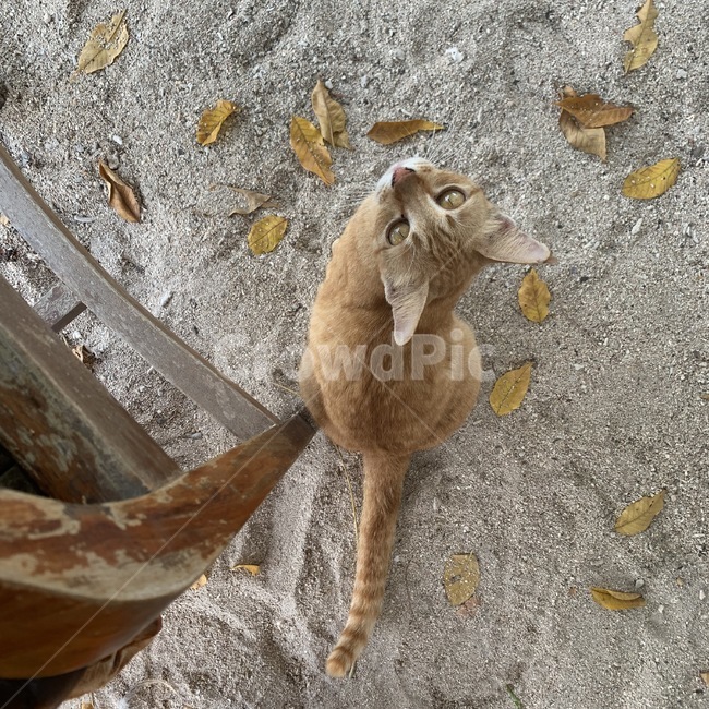 고양이,냥이,길고양이,길냥이,캣,cat,동물,kitty,animal