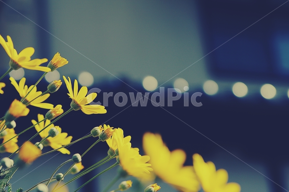 꽃,flower,노랑,yellow,길,골목,alley,봄,spring,식물,자연,plants,nature,꽃,flower,감성,sensible,feeling