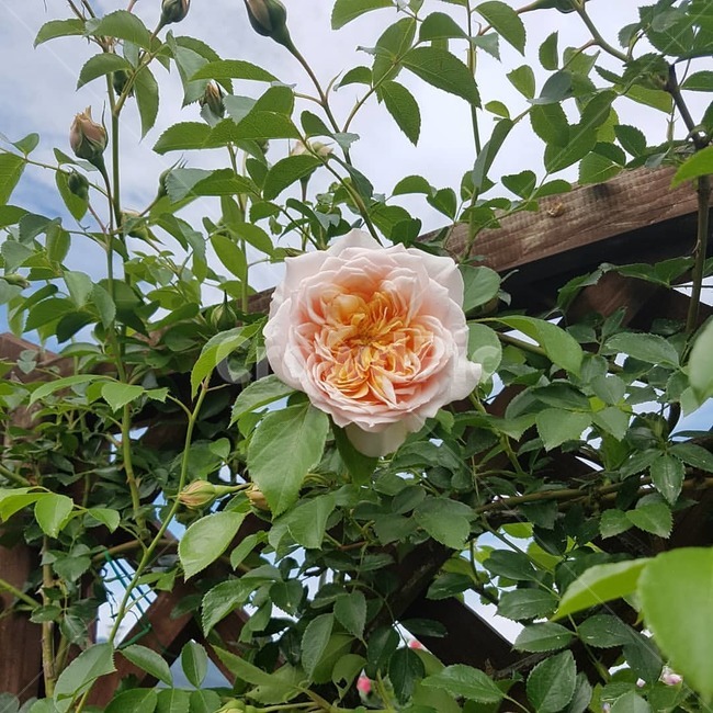 꽃,자연,봄,장미,꽃잎