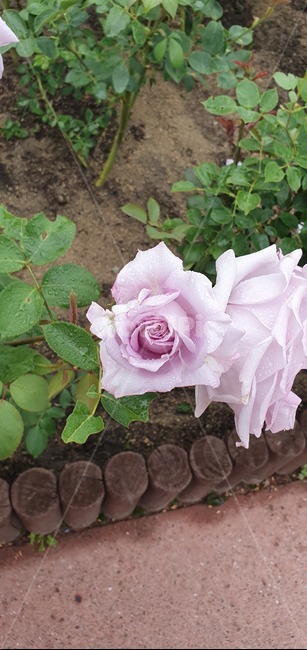 plant,식물,blossom,rose,장미,flower,꽃,연보라색,연보라색장미