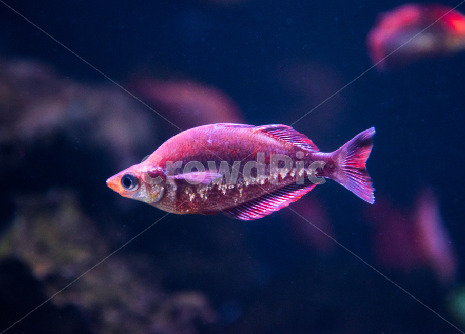 시클리드,담수어,물고기,아쿠아리움,수족관,동물,animal,어류,물고기,fish