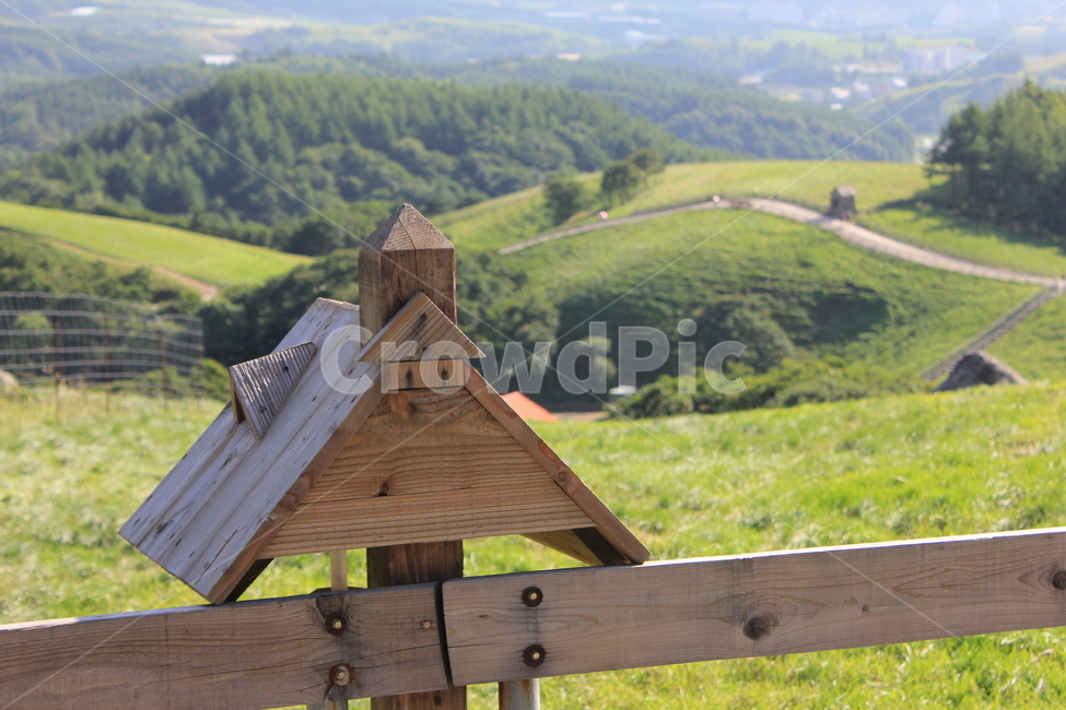 초원,나무,울타리,풍경,자연,자연,풍경,nature,landscape