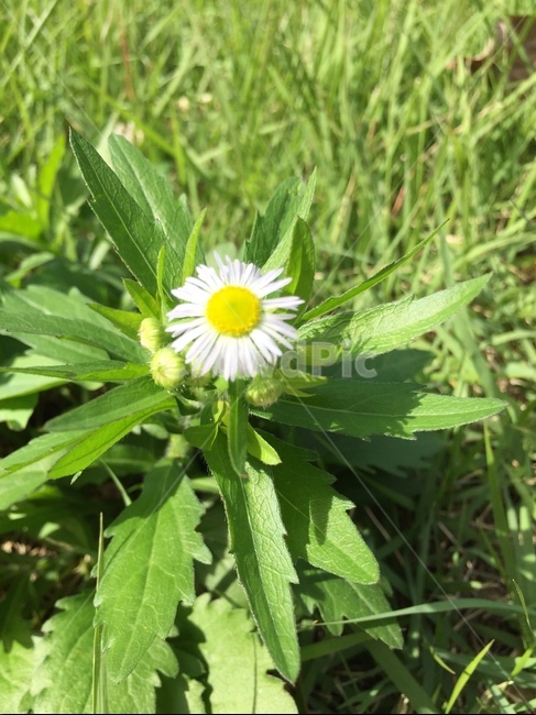 plant,식물,daisy,flower,꽃,daisies,blossom,식물,자연,plants,nature,꽃,flower