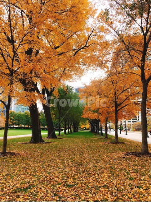 공원,낙엽,가을,단풍,나무,미국,시카고,낙엽길,가을,계절,fall,autumn,season,tree,plant,식물,tree trunk,나무 줄기,maple